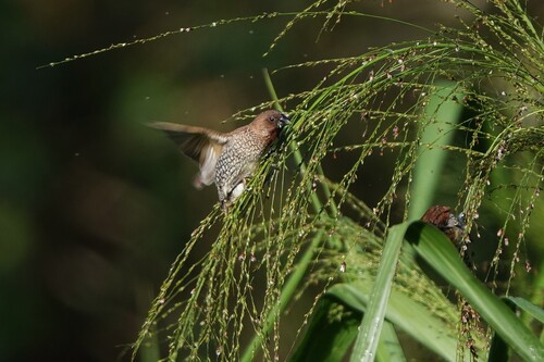 Lonchura punctulata observed 2026-10-07