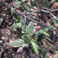 Ceanothus caeruleus