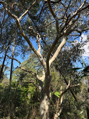 Eucalyptus haemastoma, 2026-10-08