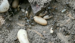 Lasius niger