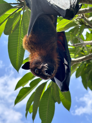 Pteropus vampyrus observed 2026-10-08