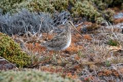 Gallinago magellanica