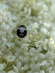 Anthrenus sophonisba