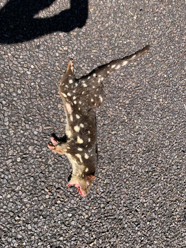 Dasyurus, 2026-10-08