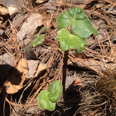 Psacalium peltatum