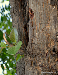 Hemidactylus flaviviridis