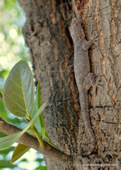 Hemidactylus flaviviridis