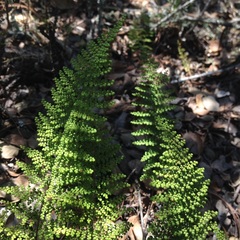 Myriopteris myriophylla