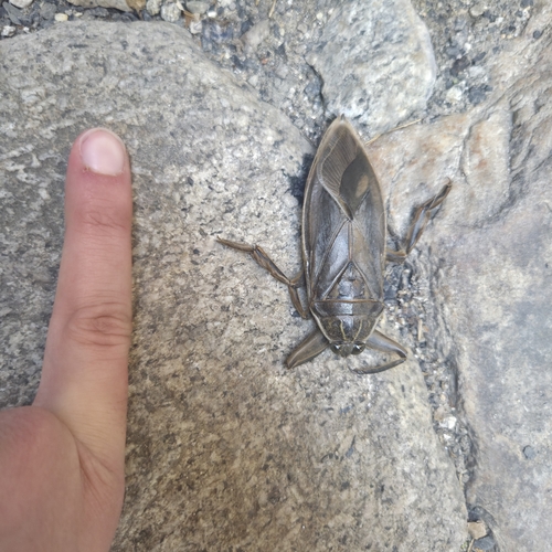 Indo-East Mediterranean Giant Water Bug