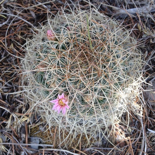 Mammillaria discolor