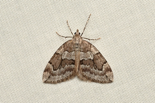 Juniper Carpet