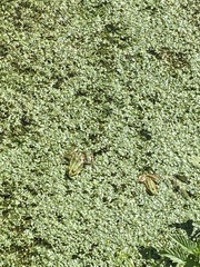 Pelophylax