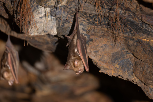 Hipposideros diadema observed 2026-10-07