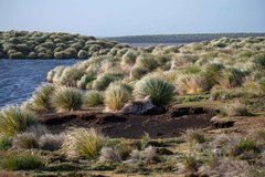 Poa flabellata