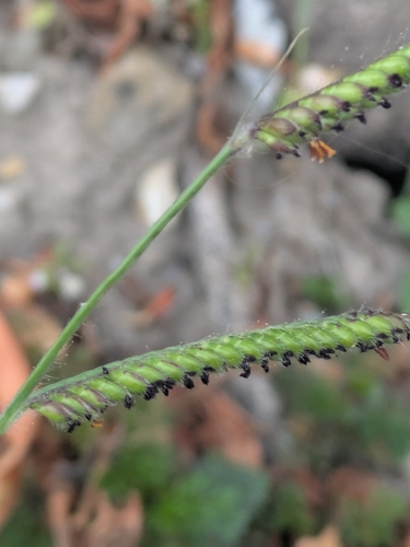 Urochloa eminii observed 2026-10-08