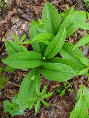 Clintonia