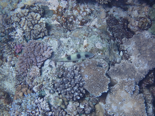 Parupeneus crassilabris observed 2026-09-22