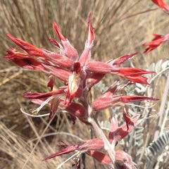 Astragalus helleri