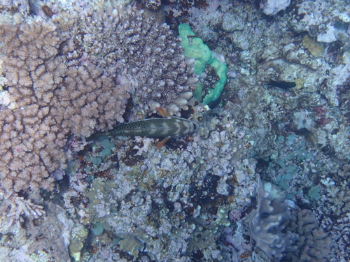 Paracirrhites hemistictus observed 2026-09-22