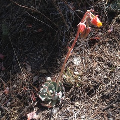 Echeveria subalpina