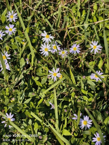Aster indicus