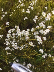 Veronica cupressoides