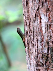 Sphenomorphus sanctus