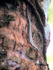 Sphenomorphus sanctus