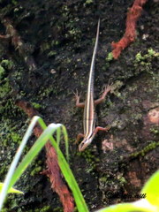 Sphenomorphus sanctus