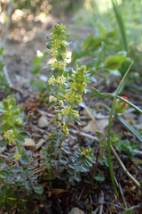 Cruciata