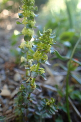 Cruciata