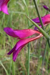 Gladiolus italicus