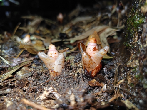 Mitrastemon yamamotoi observed 2026-10-04