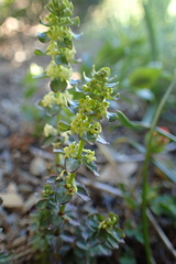 Cruciata