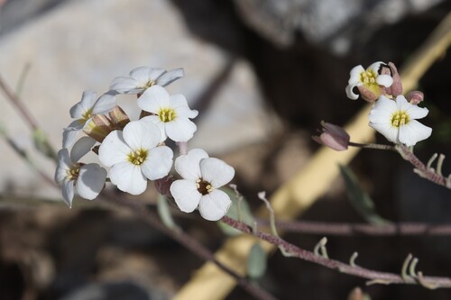 White Bladderpod