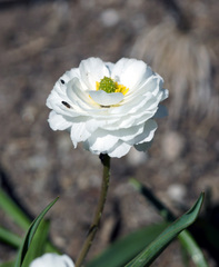 Ranunculus kuepferi