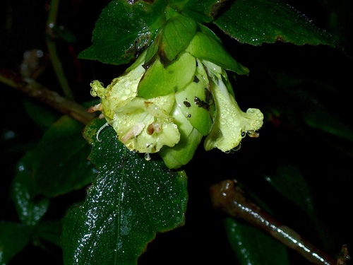 Strobilanthes calycina observed 2026-09-18