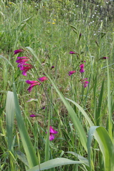 Gladiolus italicus