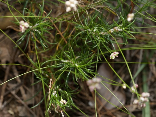Laxmannia gracilis observed 2026-10-08