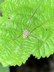 Rilaena