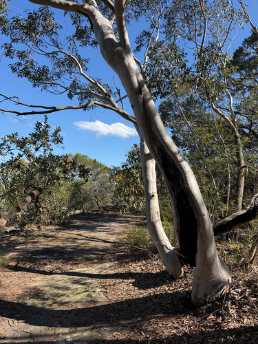 Eucalyptus haemastoma, 2026-10-08