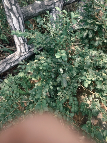 Symplocos paniculata observed 2026-10-08