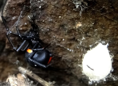 Madagascan Black Widow