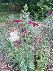 Salvia pentstemonoides
