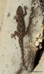 Hemidactylus flaviviridis