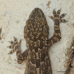 Hemidactylus flaviviridis