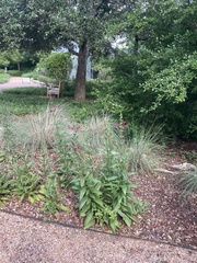 Salvia pentstemonoides