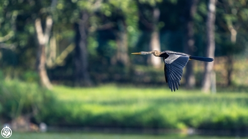 Oriental Darter