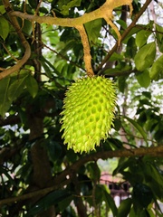 Annona muricata