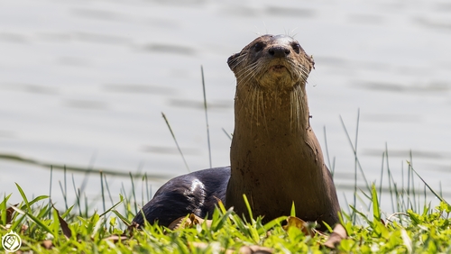 Smooth-coated Otter